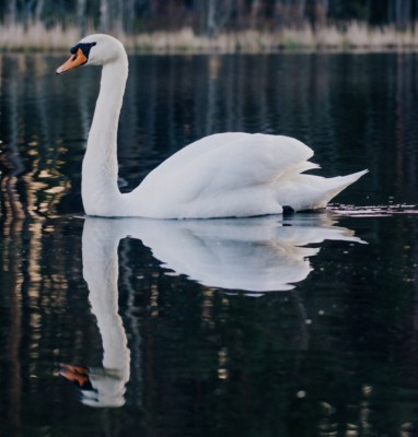 歯科用語【アグリー　ダックリング　ステージ】