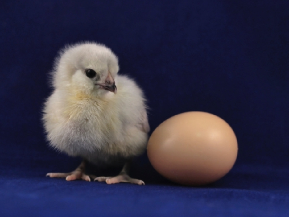 【土偶は「おひなさま」だった？】