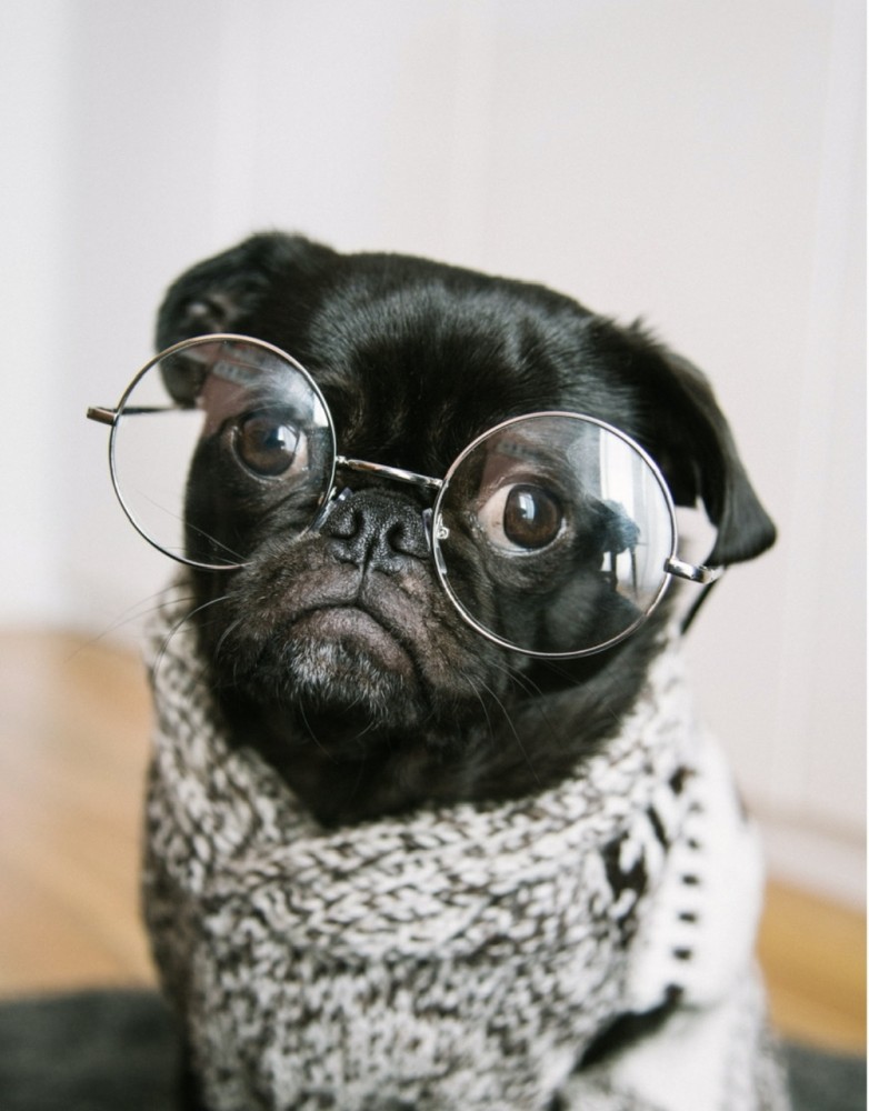 解説【謎のドックズベストセメント】