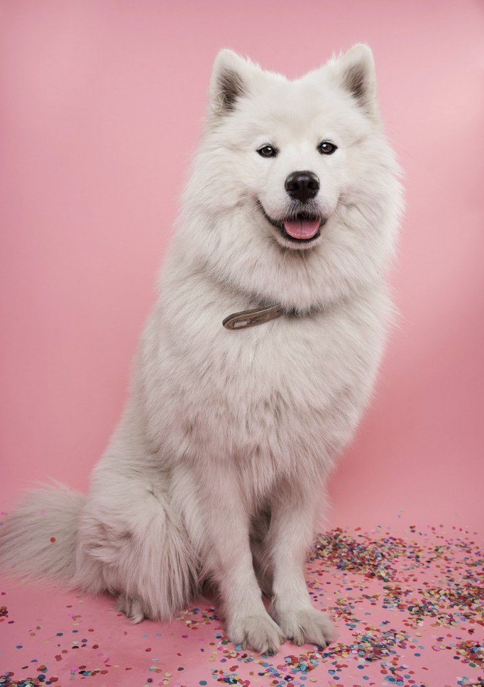 解説【謎のドックズベストセメント】