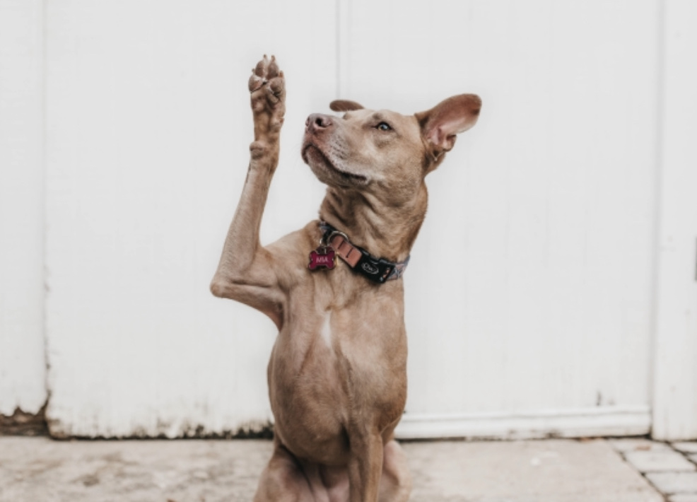 解説【謎のドックズベストセメント】