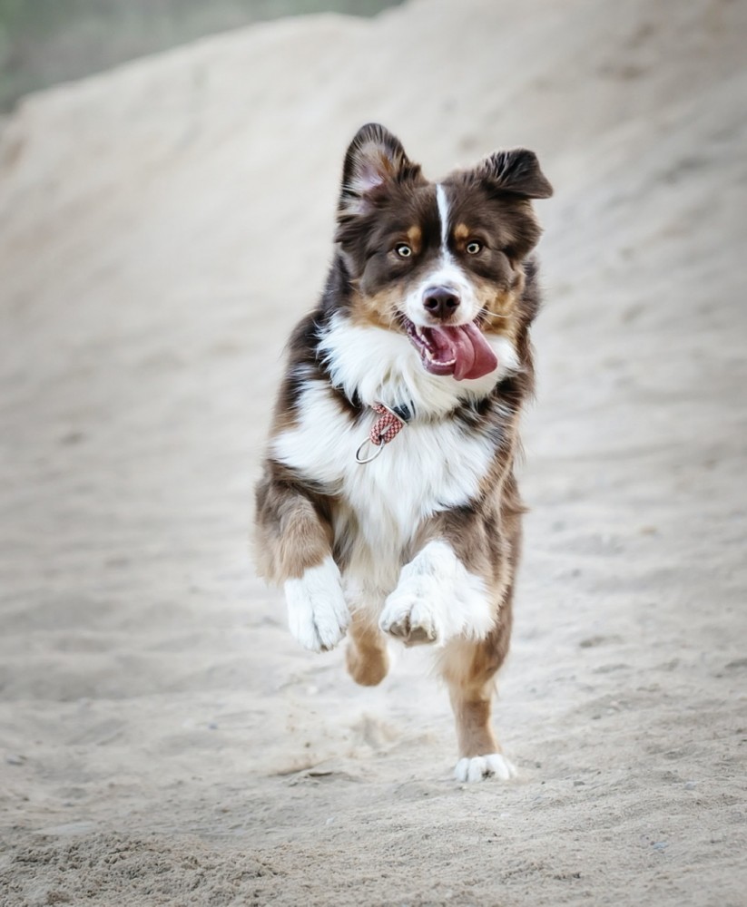 解説【謎のドックズベストセメント】