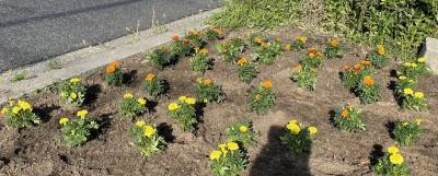 通学路の花壇【2学期の準備】