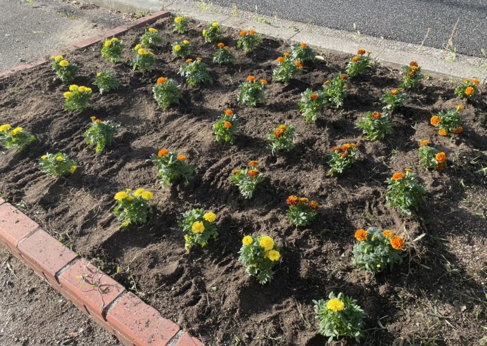 通学路の花壇【2学期の準備】