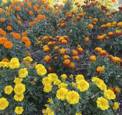 マリーゴールド