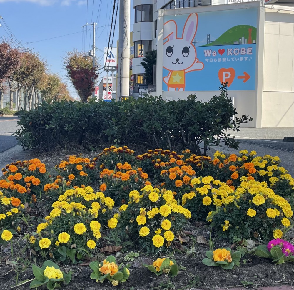 花壇の花が増えました