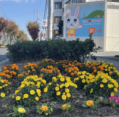 花壇の花が増えました