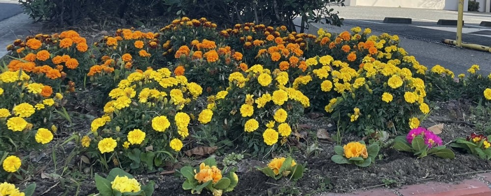 花壇の花が増えました