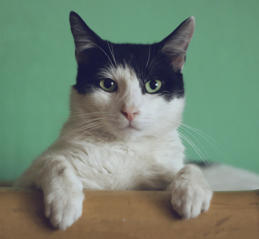 【歯の痛みになぜ抗生物質が効くの？】