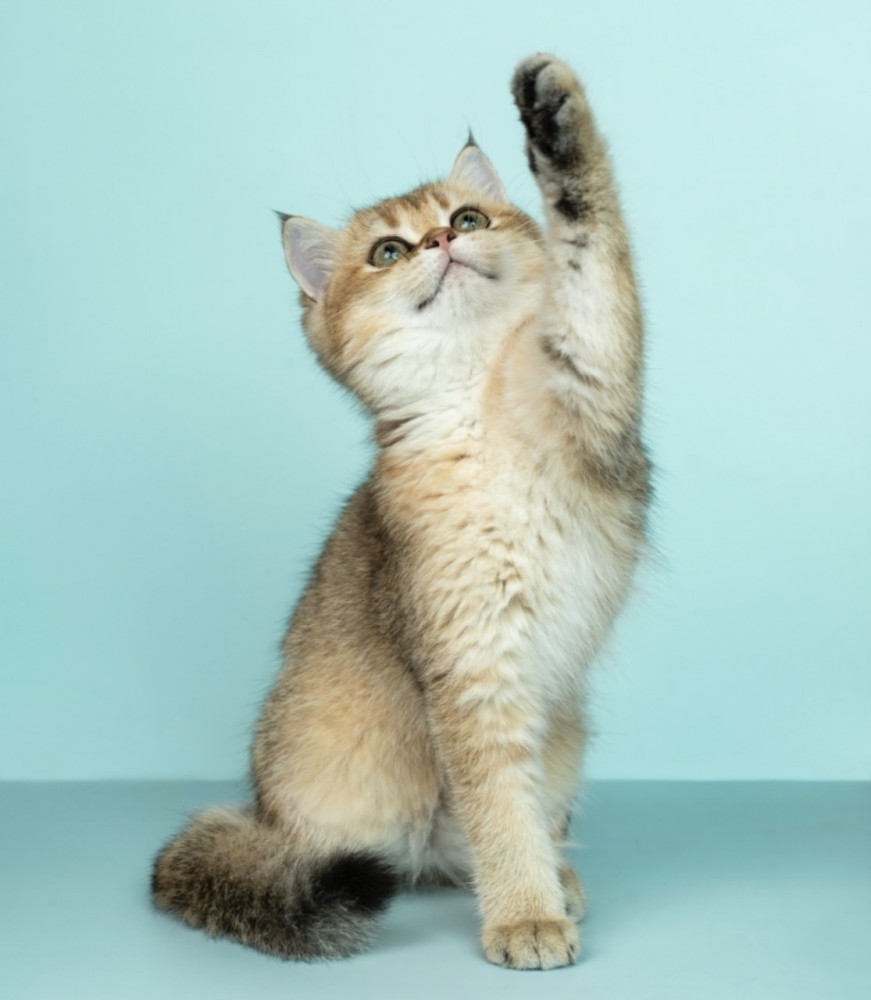 【歯の痛みになぜ抗生物質が効くの？】