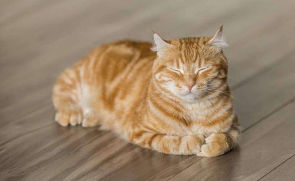 【歯の痛みになぜ抗生物質が効くの？】