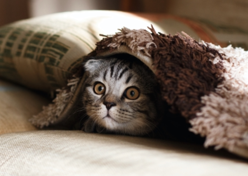 【歯の痛みになぜ抗生物質が効くの？】