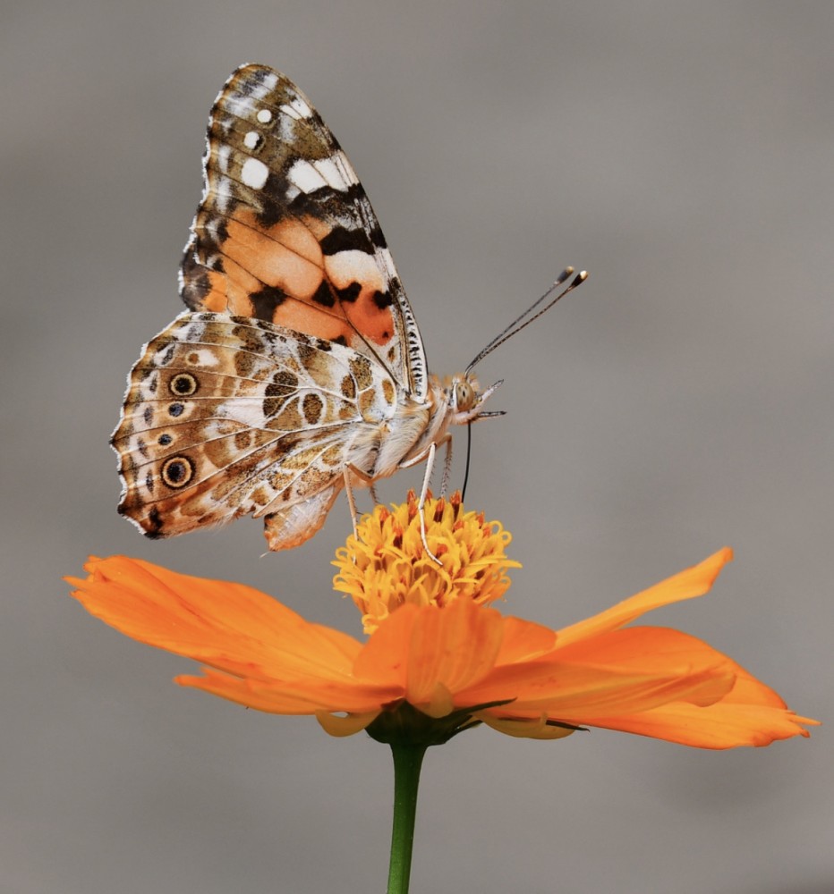 【コスタリカ戦を終えて】