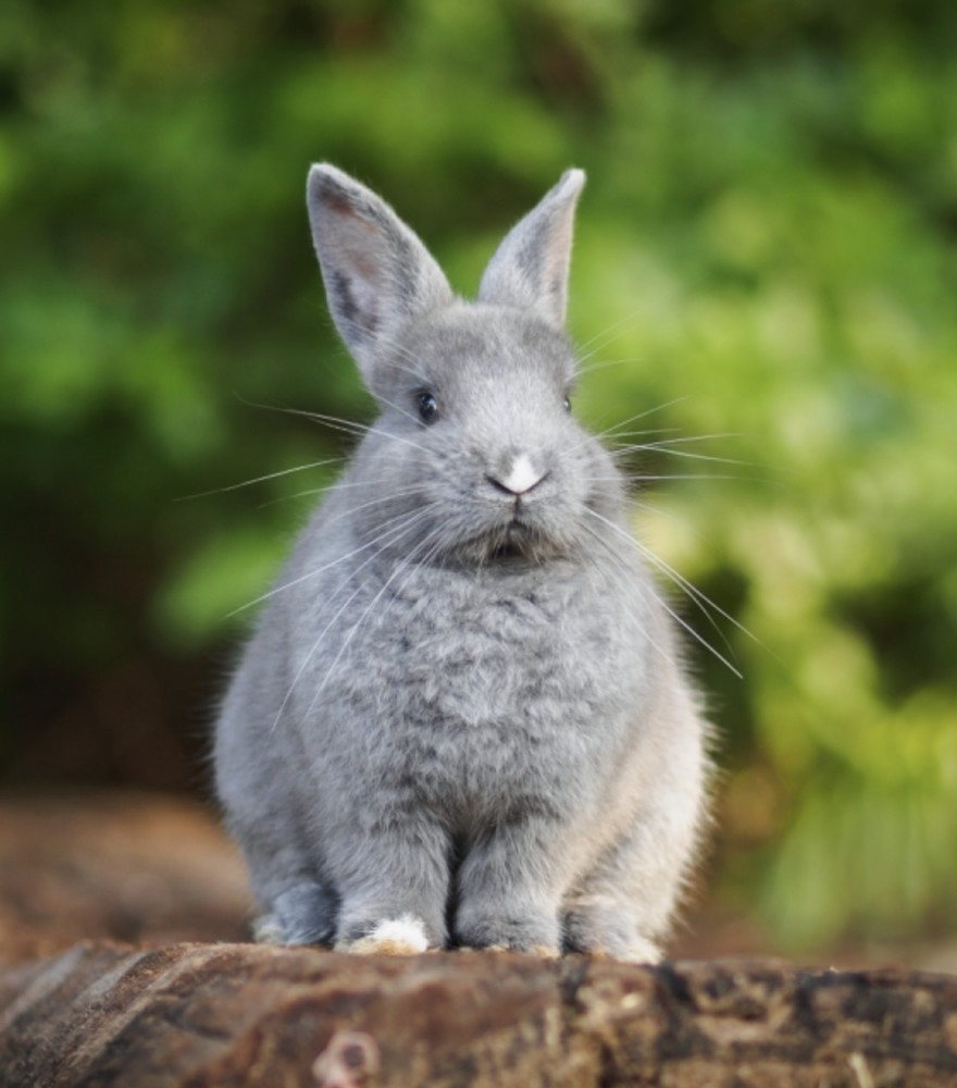 【知能検査受けてきました】ウェイス4