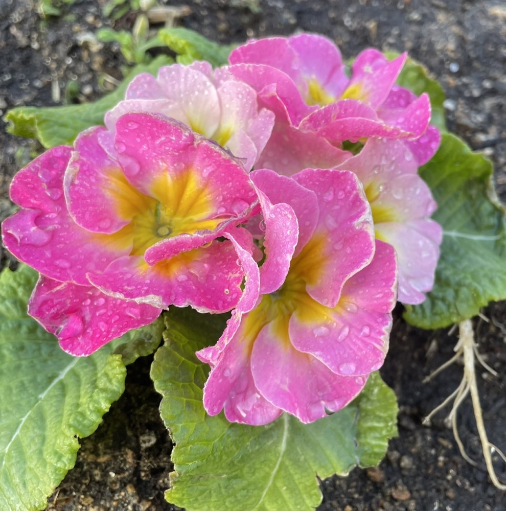 【知能検査受けてきました】ウェイス4