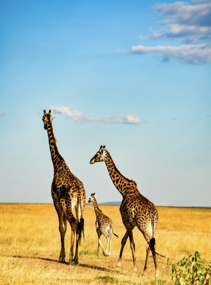 【才能と使命】