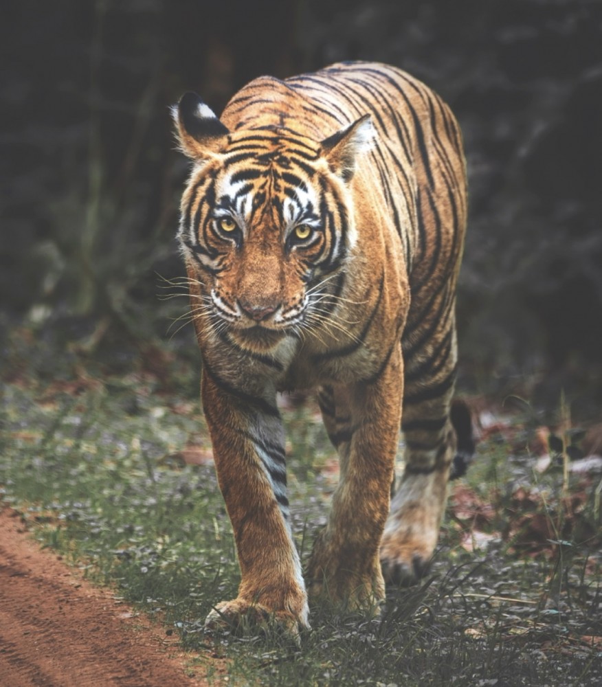 【緊張時のパニックの予防法】