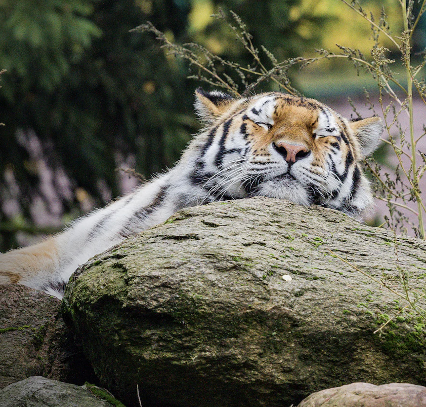 【緊張時のパニックの予防法】