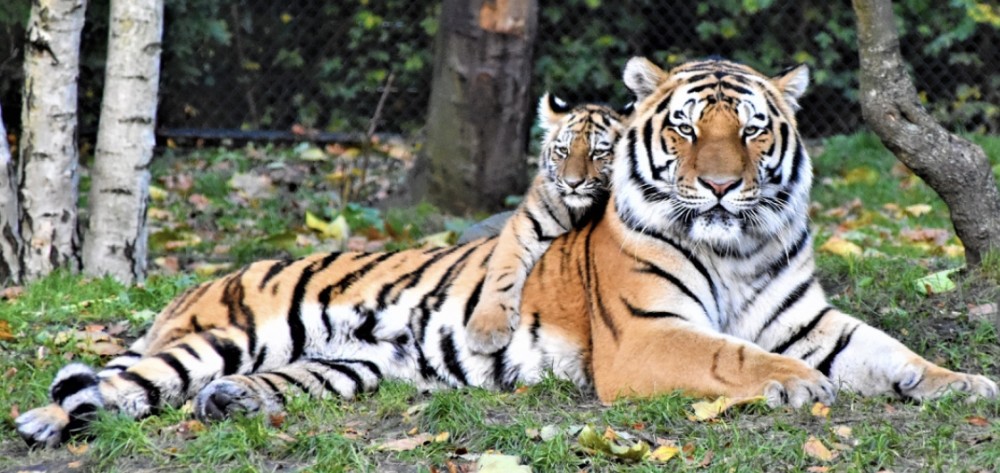 【緊張時のパニックの予防法】