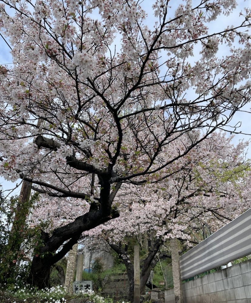 里帰りしてきました