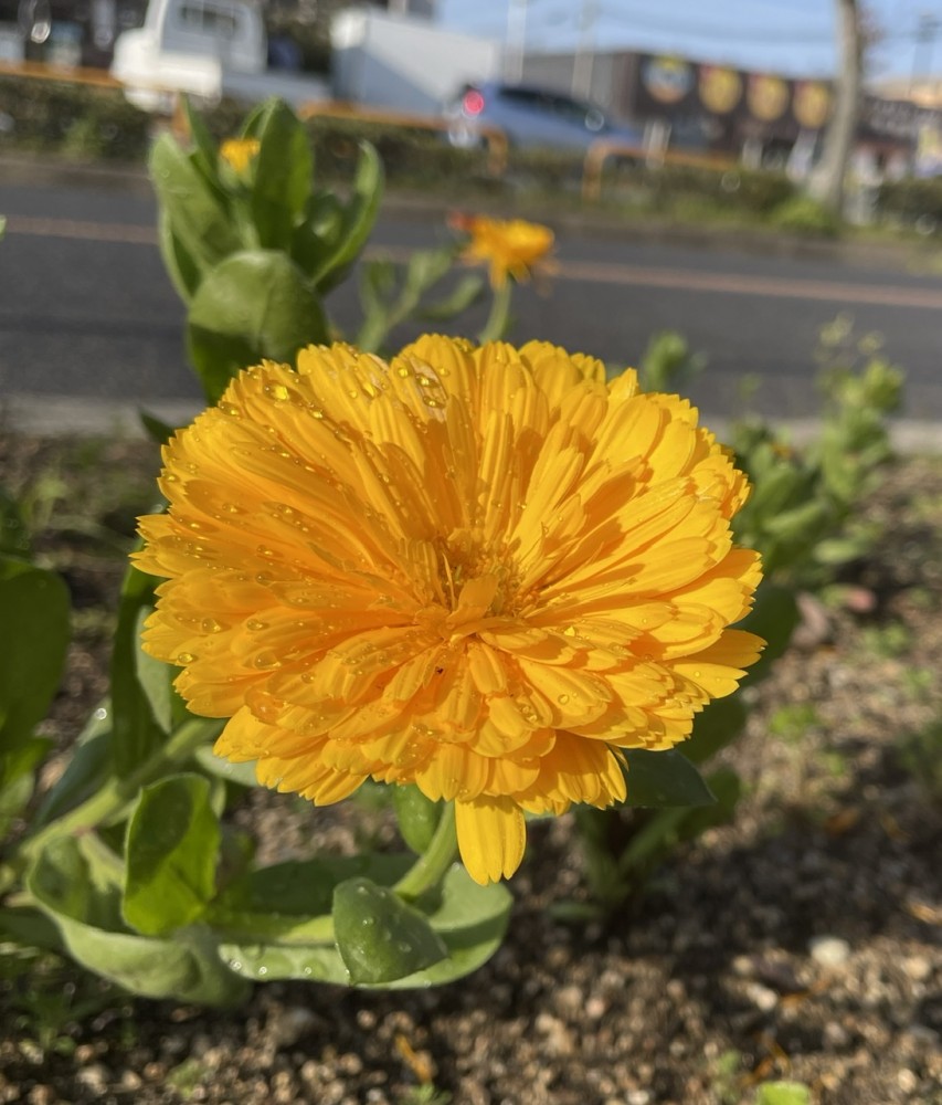 新年度、はじまりました