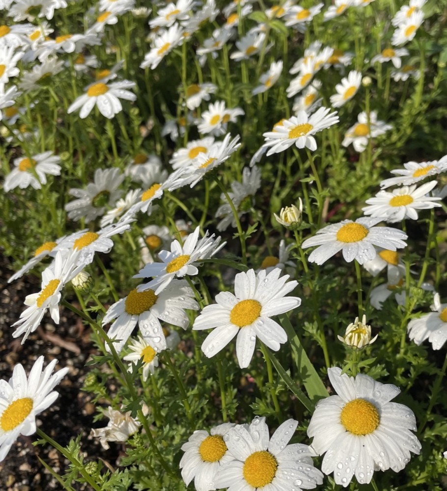 新年度、はじまりました