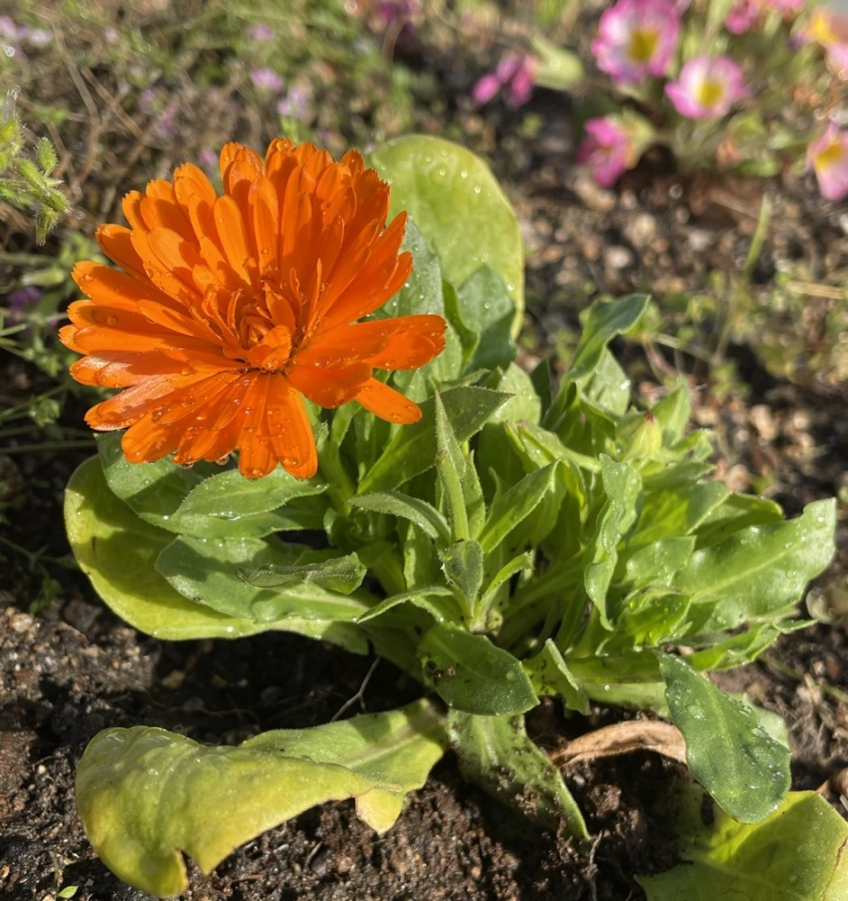 新年度、はじまりました