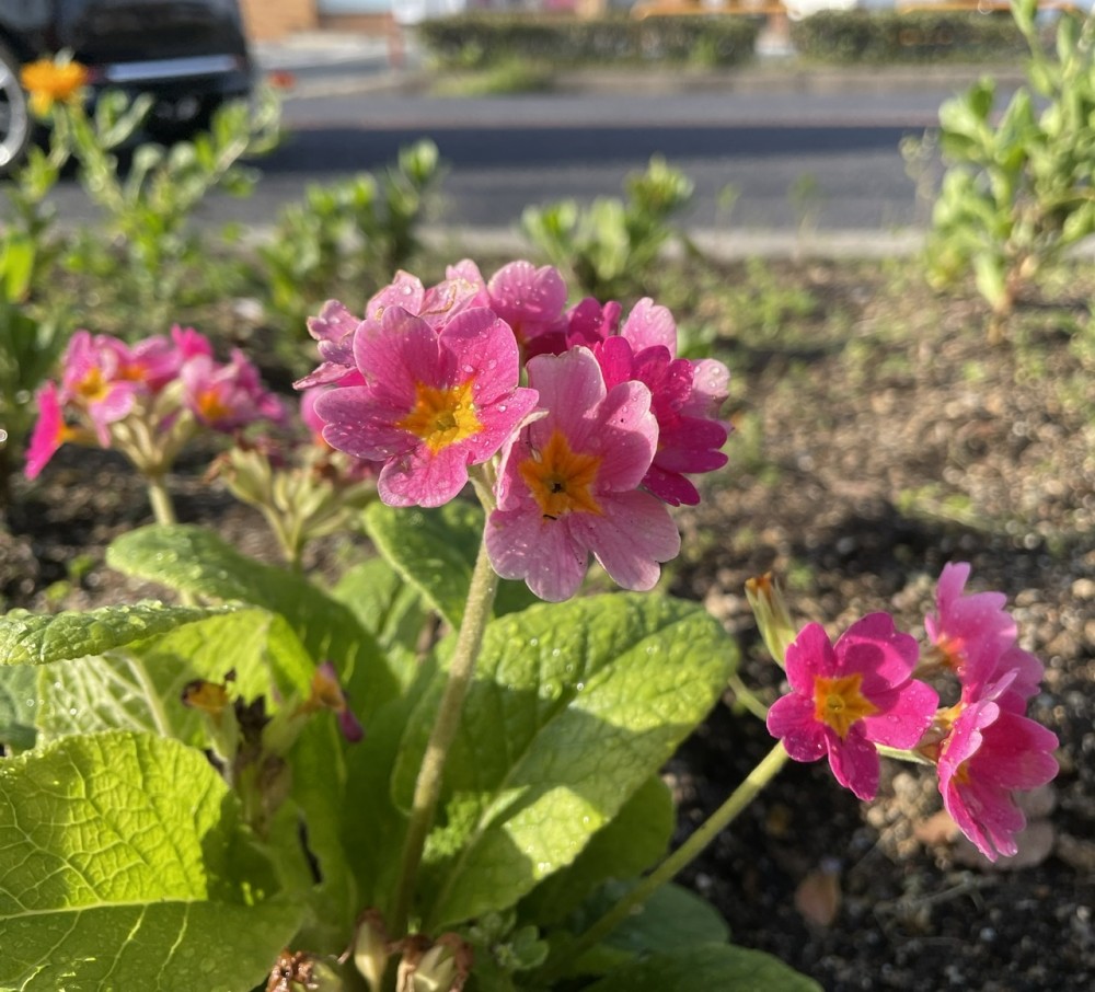 新年度、はじまりました