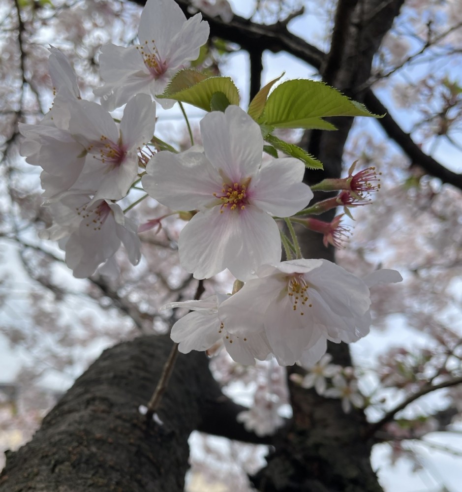 良い歯医者の見分け方