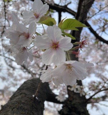 良い歯医者の見分け方