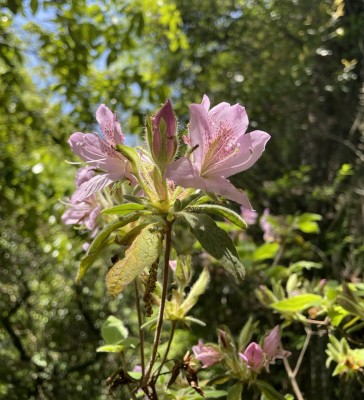 六甲山に咲いている花