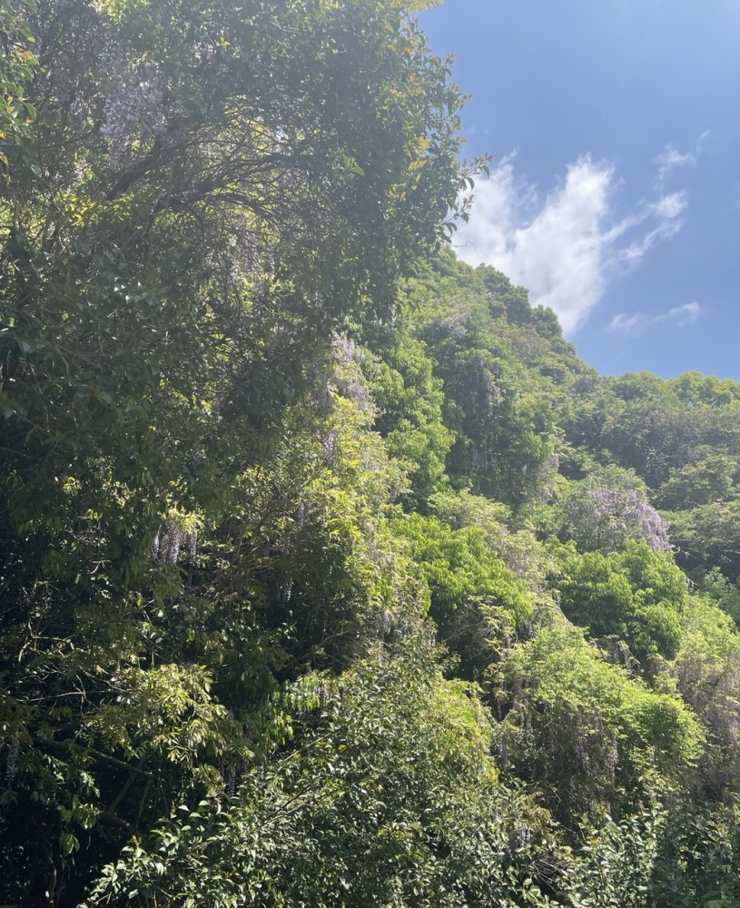 六甲山に咲いている花
