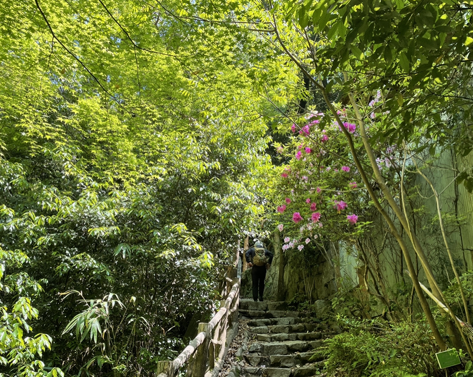 六甲山に咲いている花