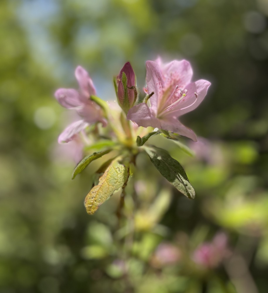 六甲山に咲いている花