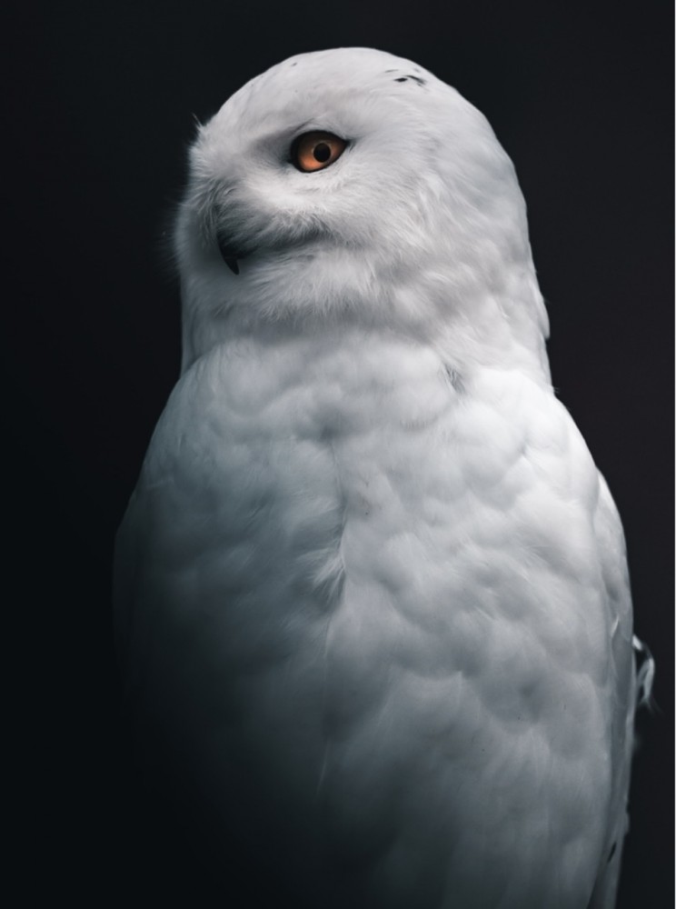 【歯科医師に威厳は必要ですか？】