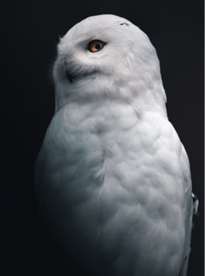 【歯科医師に威厳は必要ですか？】