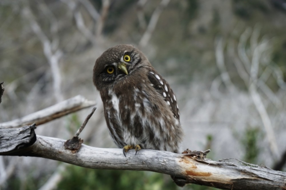 【歯科医師に威厳は必要ですか？】