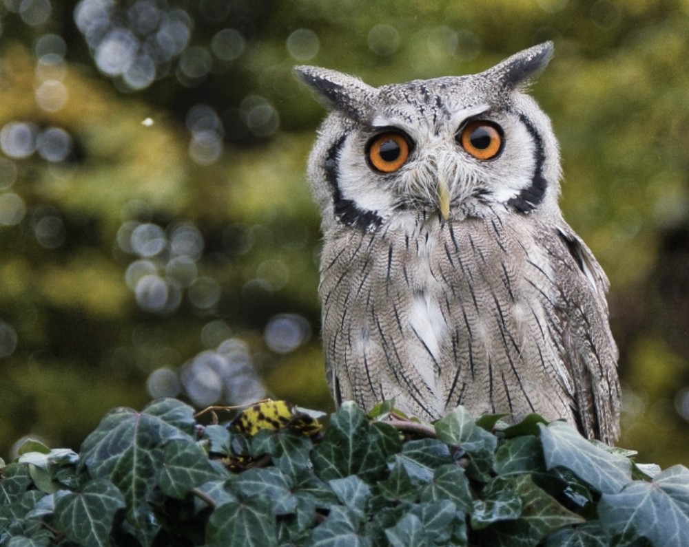 【歯科医師に威厳は必要ですか？】