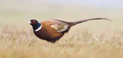 【岡山弁の話】英語と似ている岡山弁