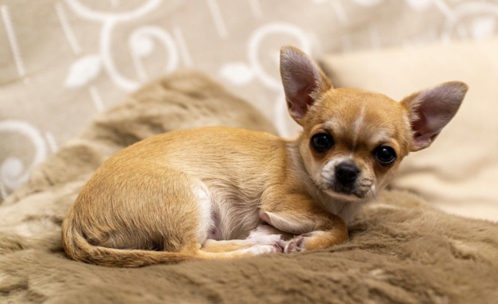 【岡山弁の話】英語と似ている岡山弁