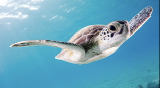 【噛む力で歯が割れた場合の治療】