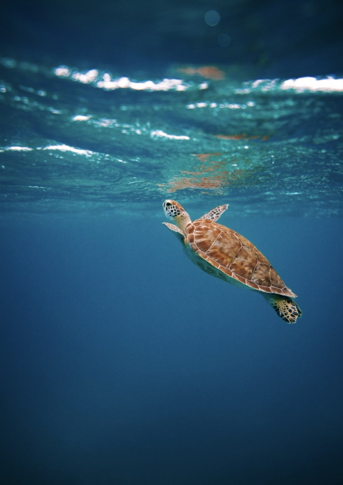 【噛む力で歯が割れた場合の治療】