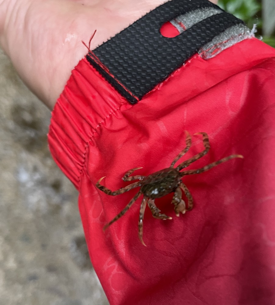 【カニ】雨の六甲山