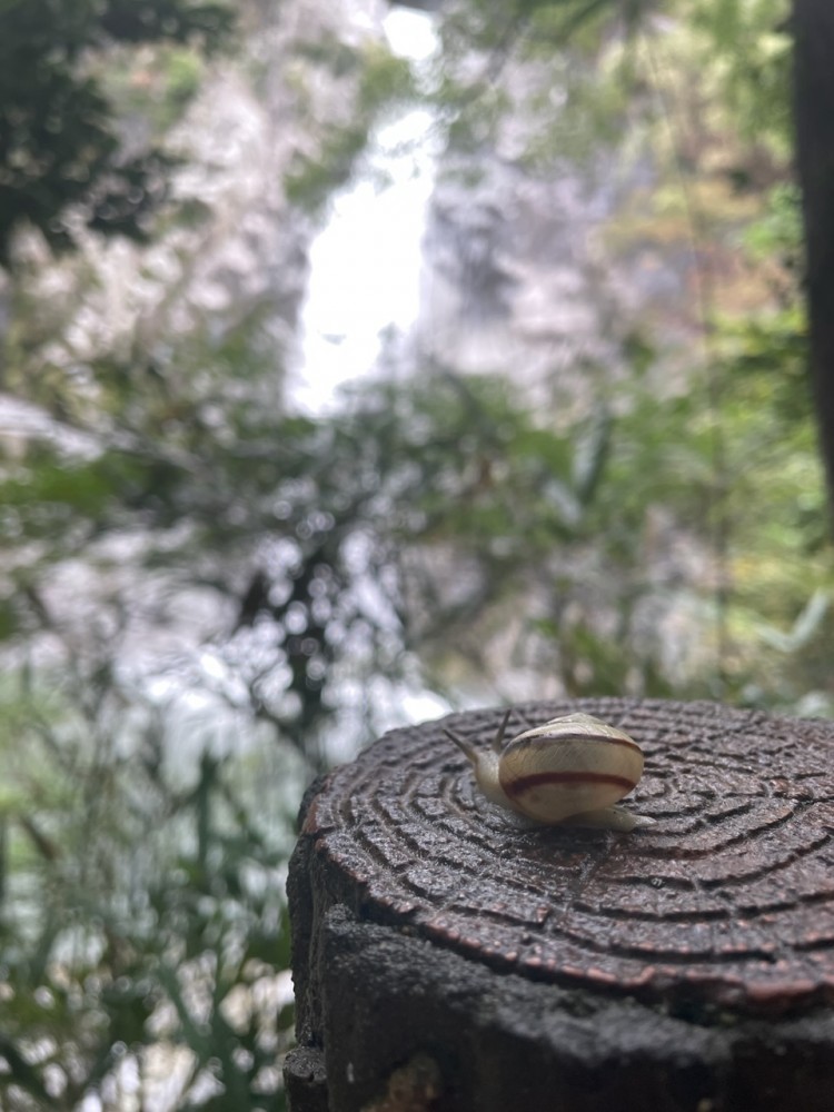 【カニ】雨の六甲山