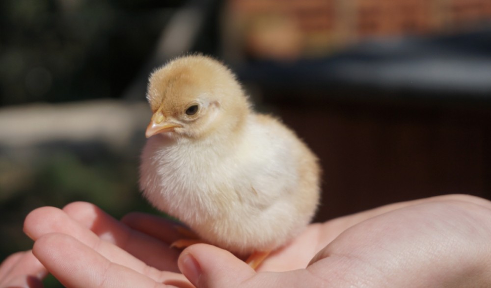 【歯並びの話】小児歯科の役割