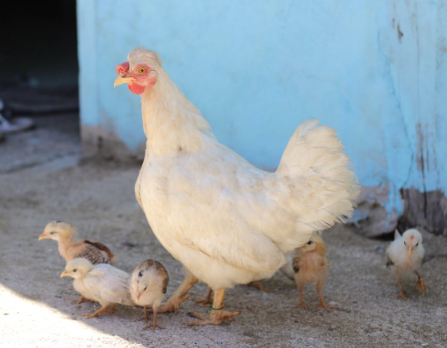 【歯並びの話】小児歯科の役割