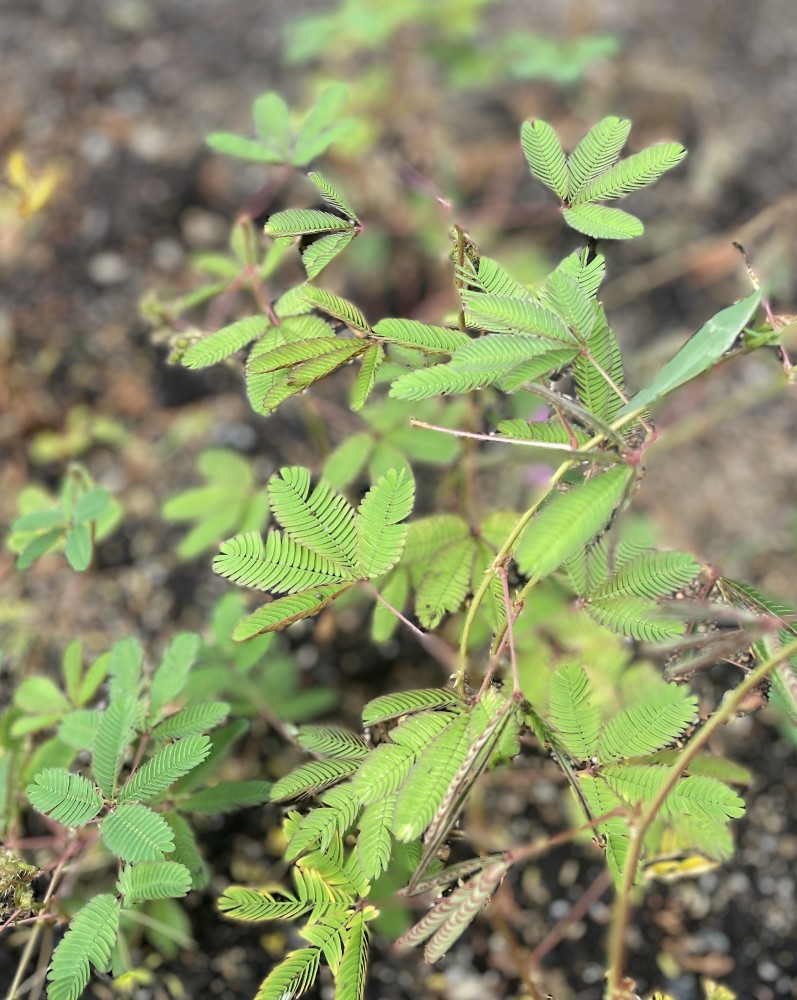 【おじぎそう】花壇に花を植えました