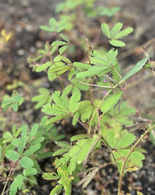 【おじぎそう】花壇に花を植えました