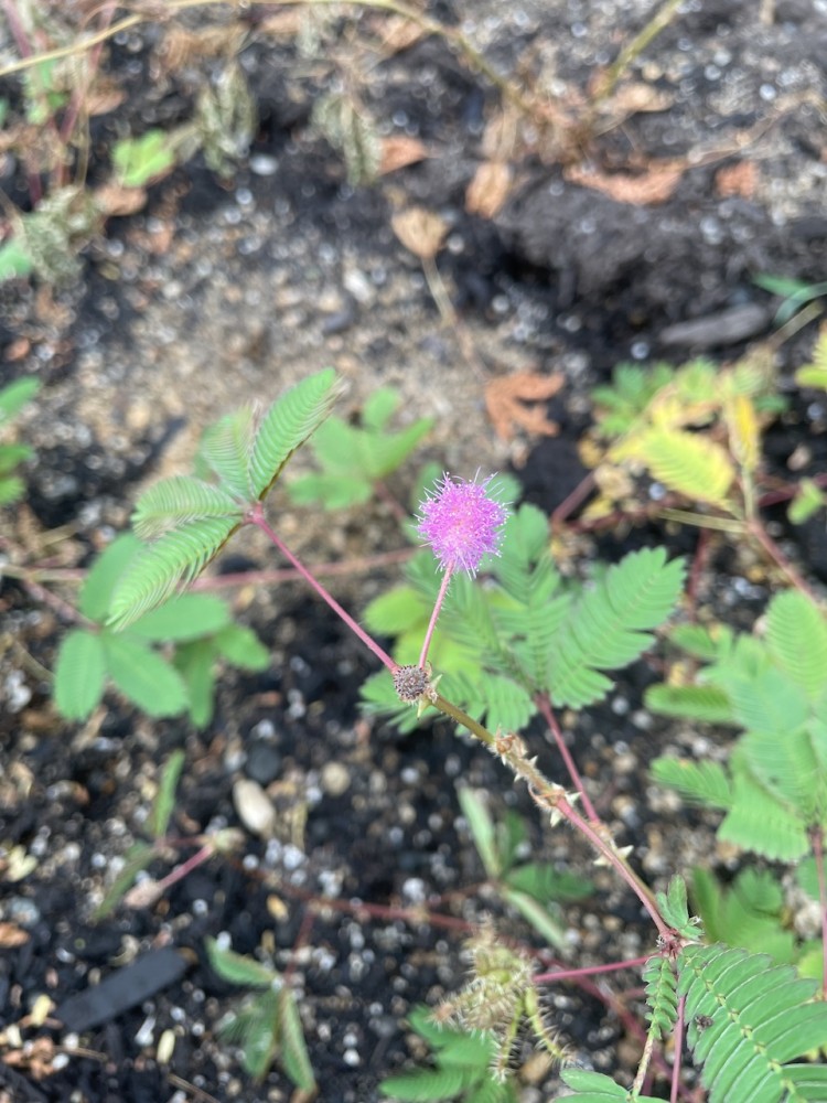 【おじぎそう】花壇に花を植えました