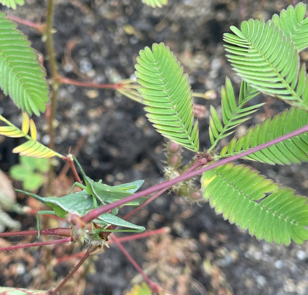 【おじぎそう】花壇に花を植えました
